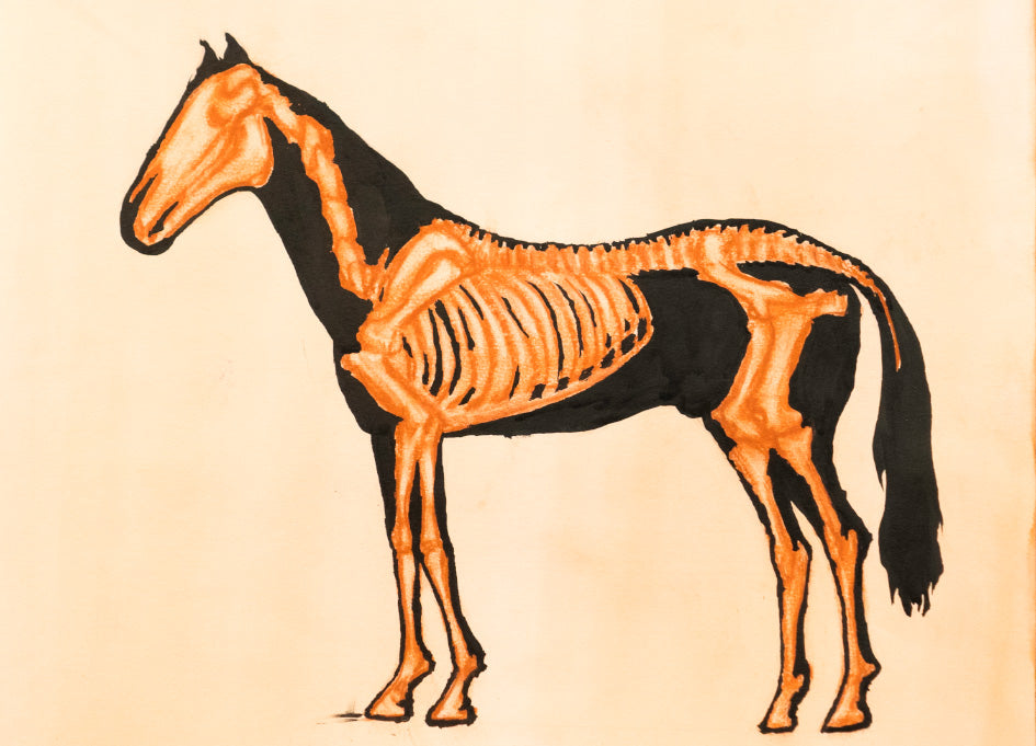 Esqueleto de caballo